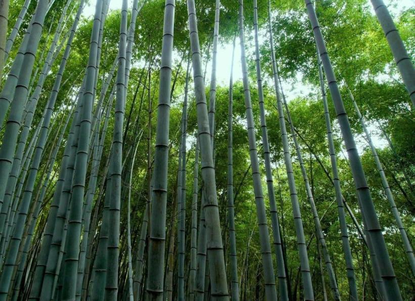Bamboo Forest