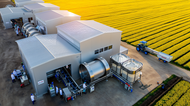 What Are the Safety Standards for Stevia Sweeteners?