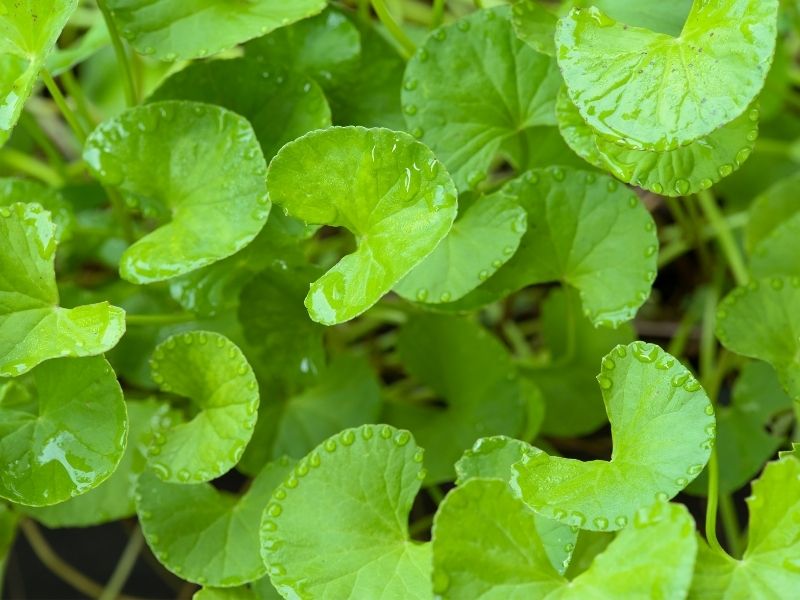 云南原材料展示